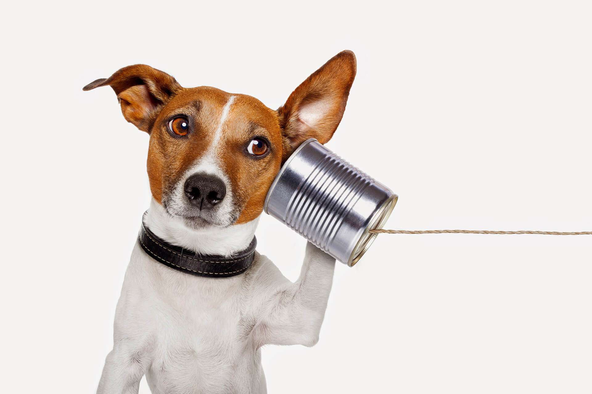 Dog with tin can to ear